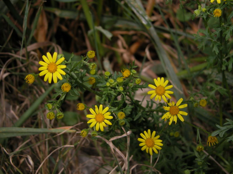 Jacobaea delphiniifolia (=Senecio delphinifolius )